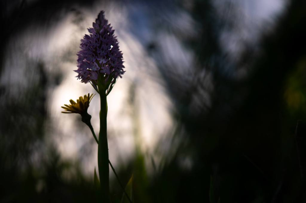 photo of wild orchid flower in Malta
