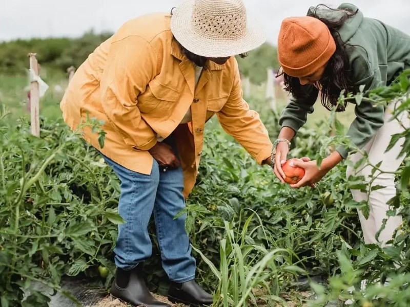 What are the gardening zones of the USA, and what do they&nbsp;represent?