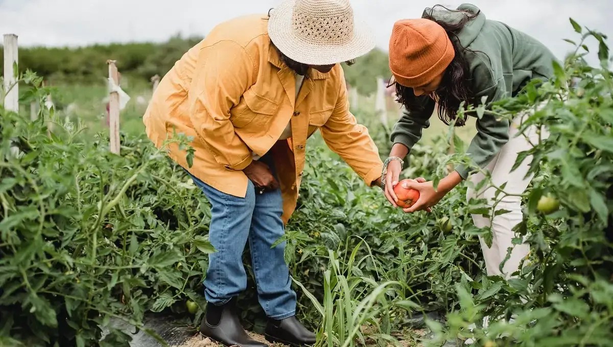 gardening using USA gardening zones