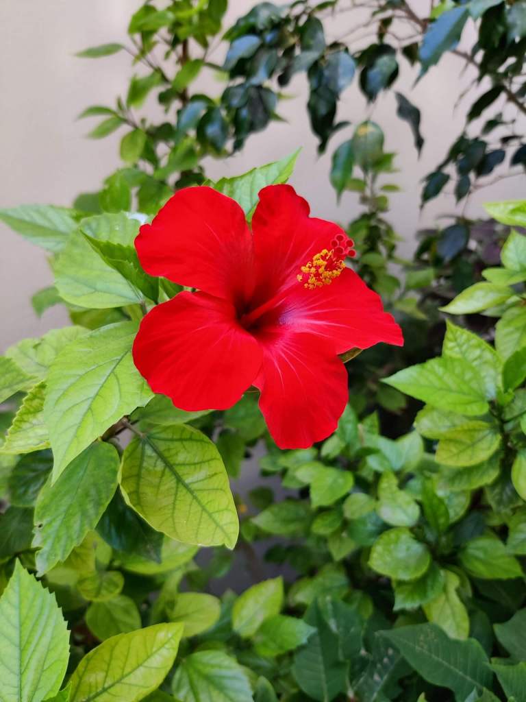 Hibiscus in Malta