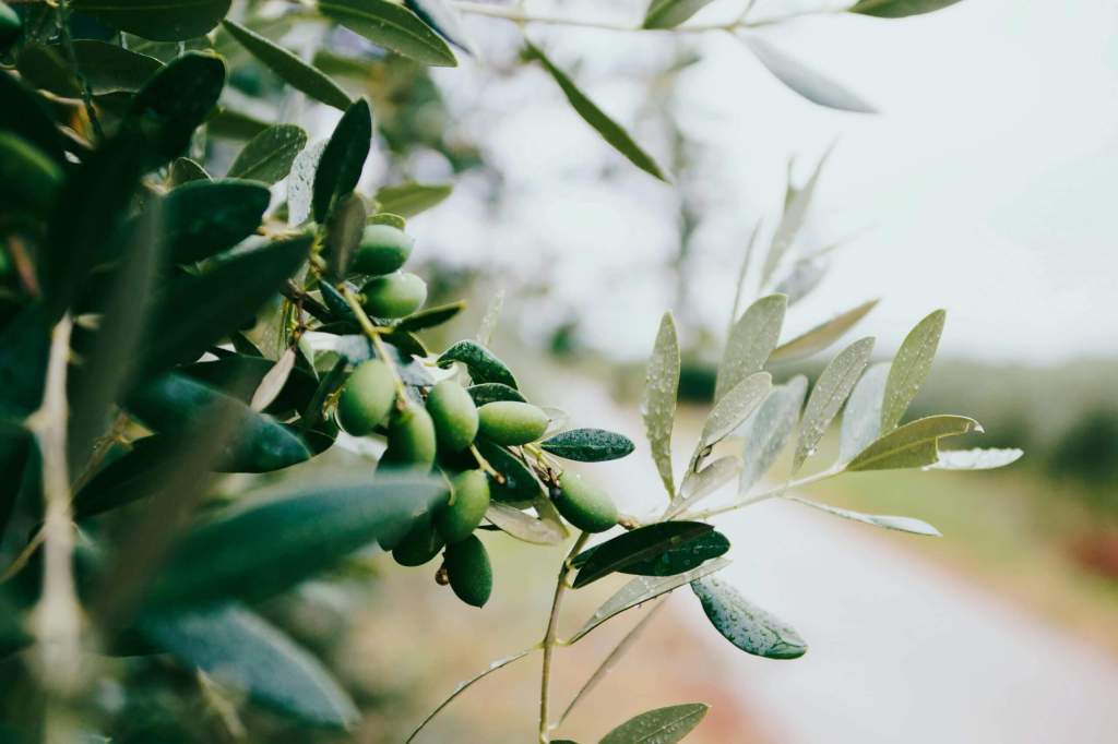 green olives on olive tree