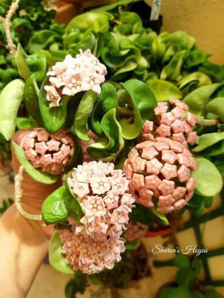 Sharon's Hoyas, Flowers in Malta