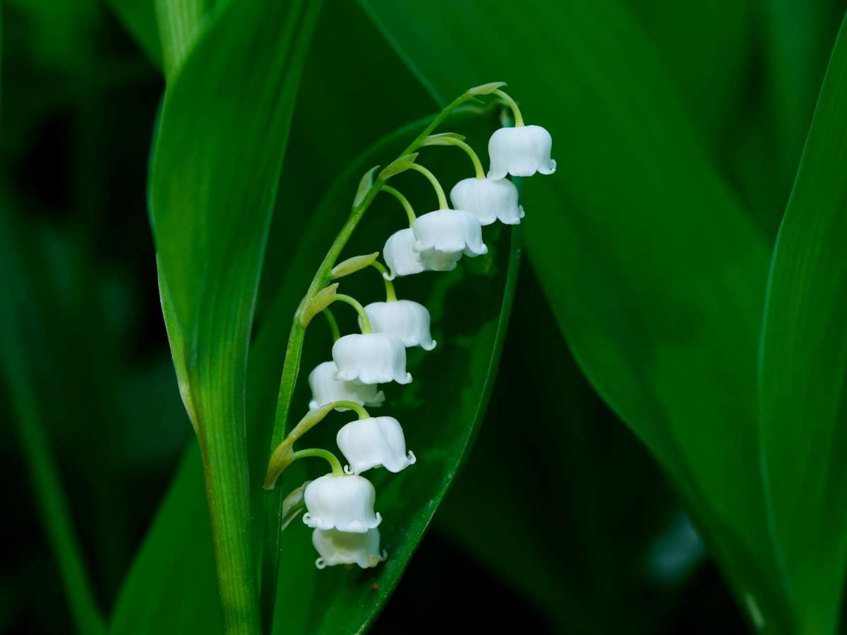 The Charm of Lily of the Valley: A Gardener’s Tale