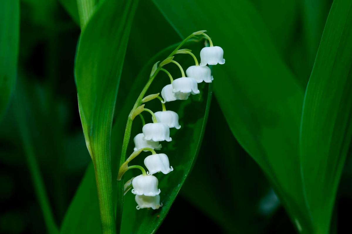 The Charm of Lily of the Valley: A Gardener’s Tale