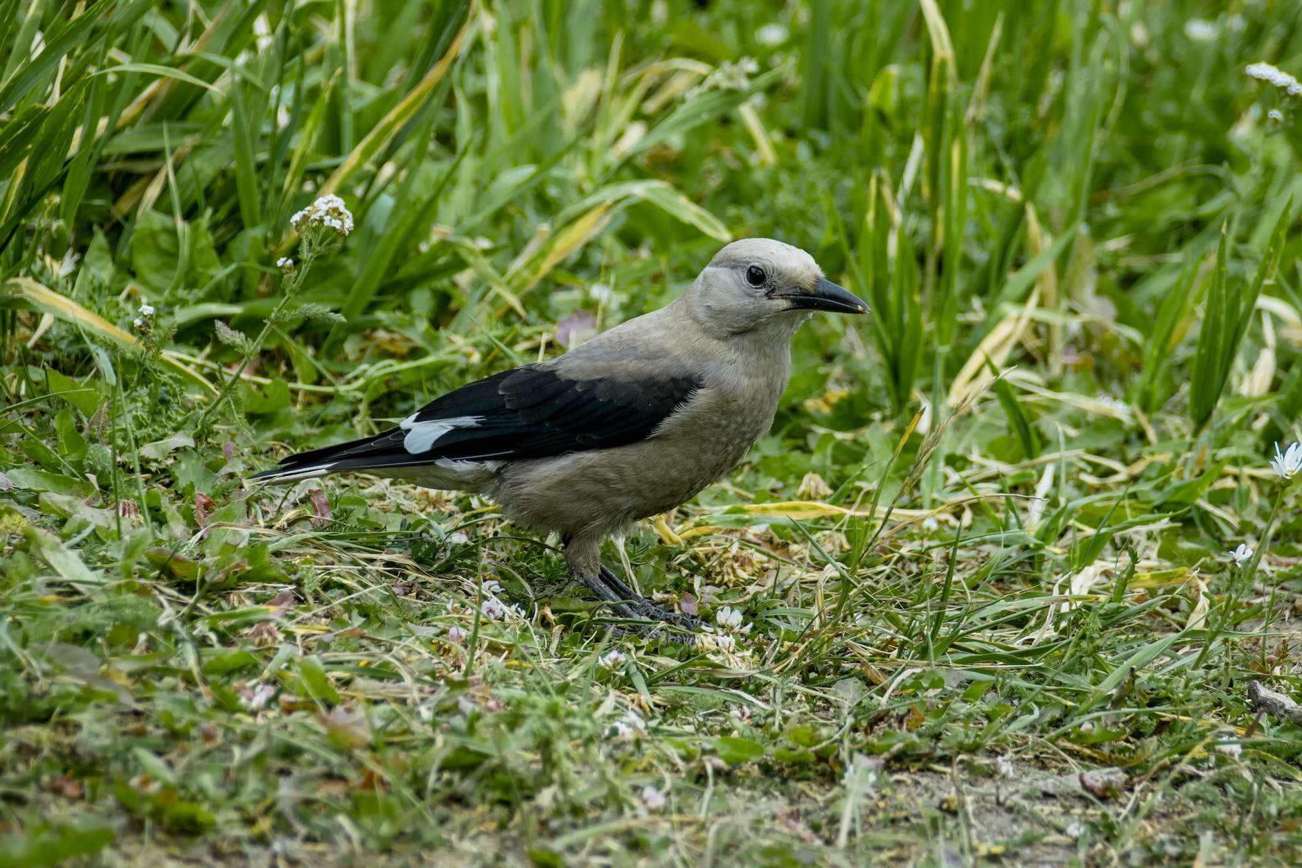 canada jay standing on grassy valley