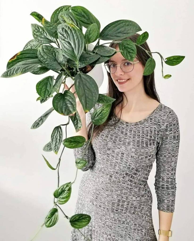 shelley's indoor jungle malta