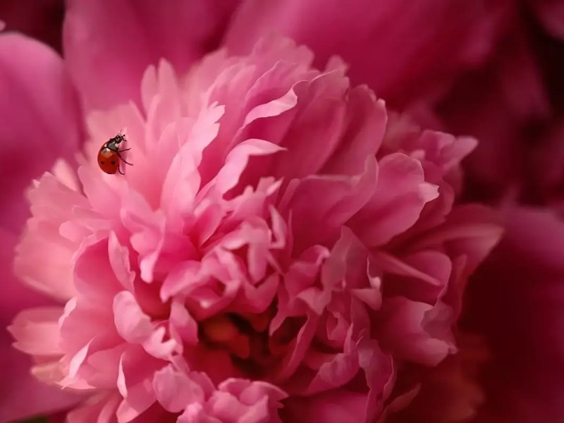 Peonies need to chill,&nbsp;literally