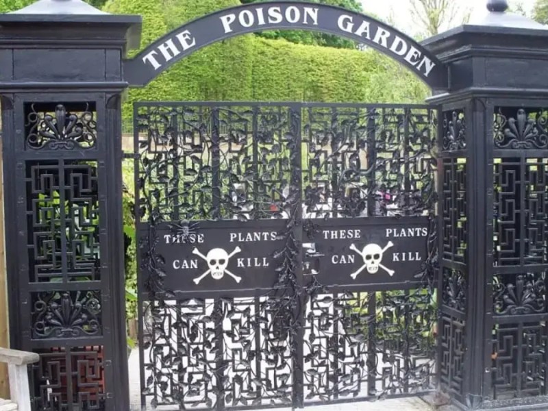 Toxic Plants – What plants can be&nbsp;toxic?