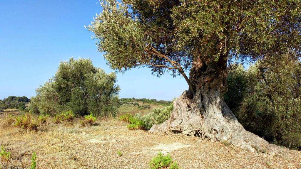 old mature olive trees