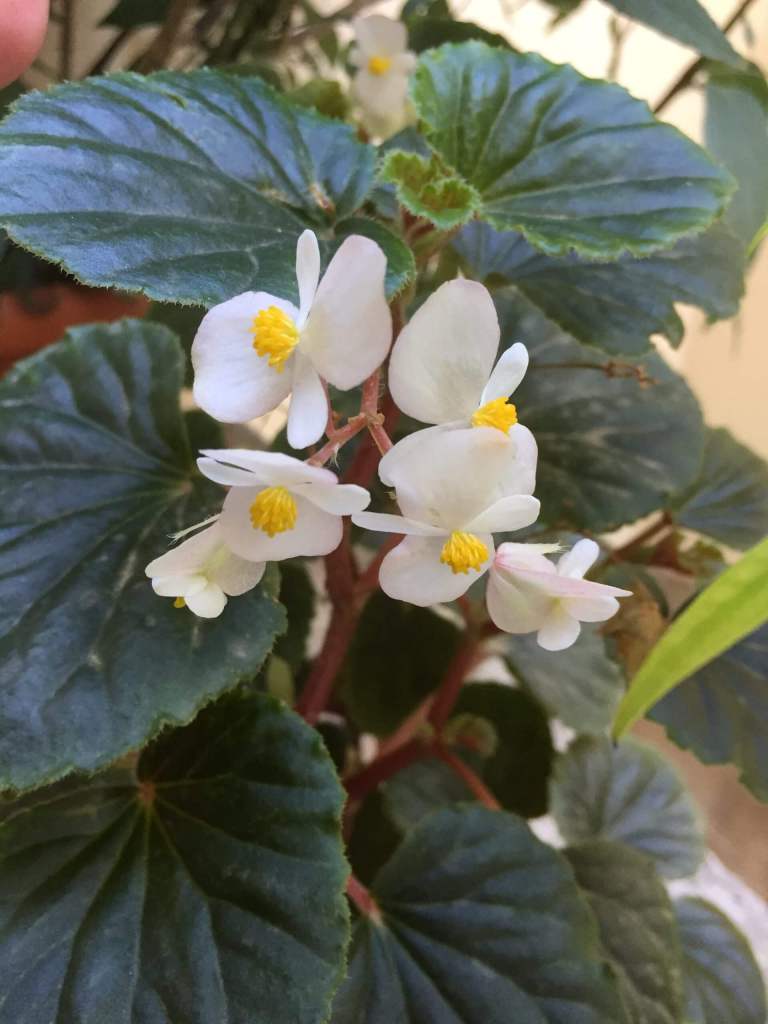 begonia with flowers
