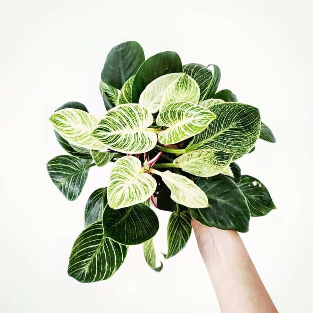 shelley's indoor jungle malta