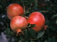 What Are the Best Trees to Grow in&nbsp;Malta?