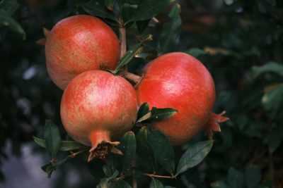 vibrant pomegranates on tree in bornova