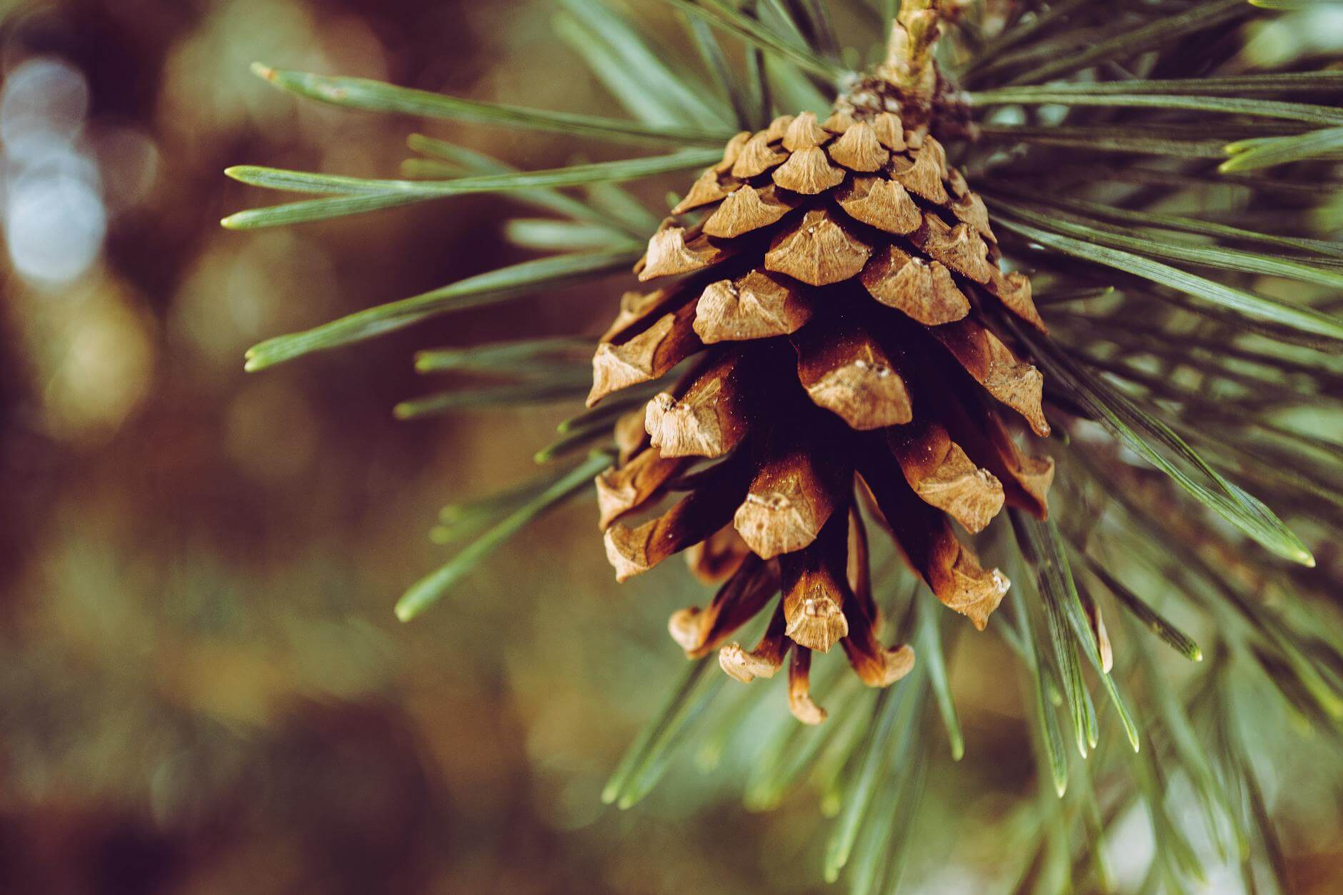 closeup photography of brown pine cone