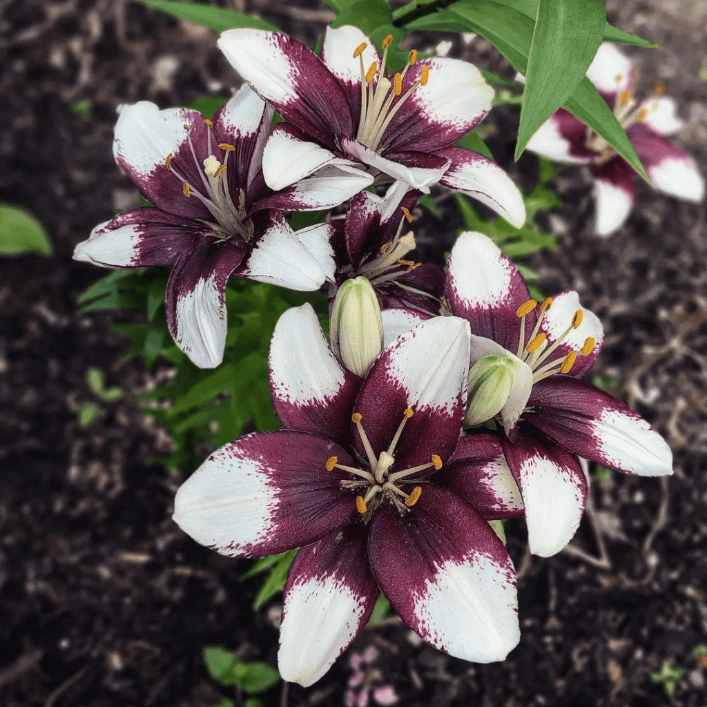 Lilium flowering plant family