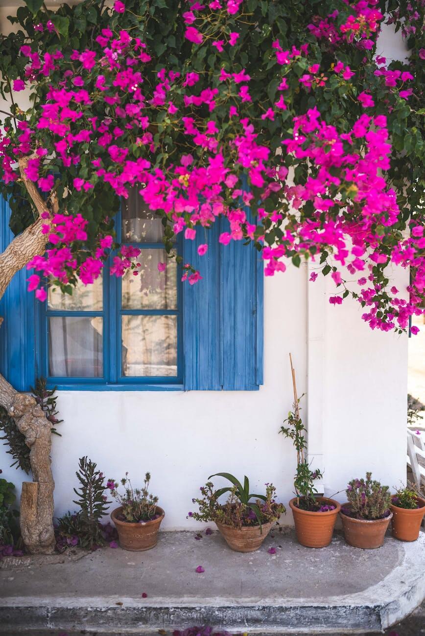 pink bougainvillea flowers on wall