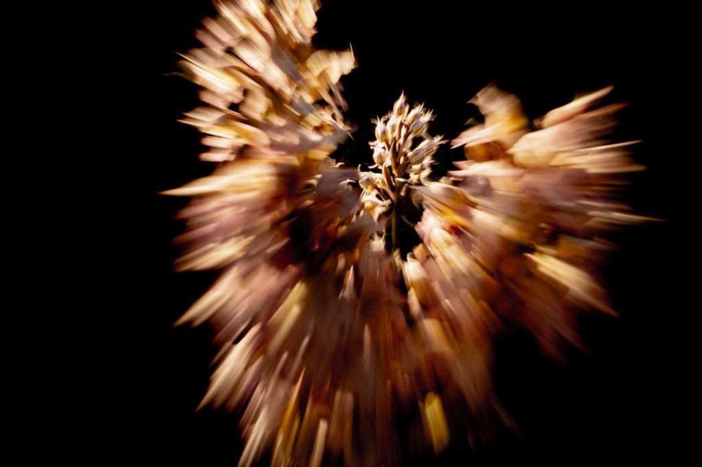 photo of wild orchid flower in Malta