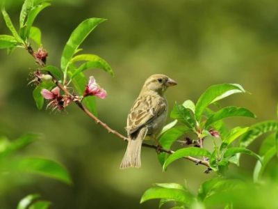 Gardening for Wildlife