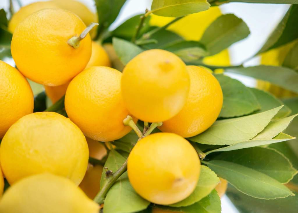 lemons on tree