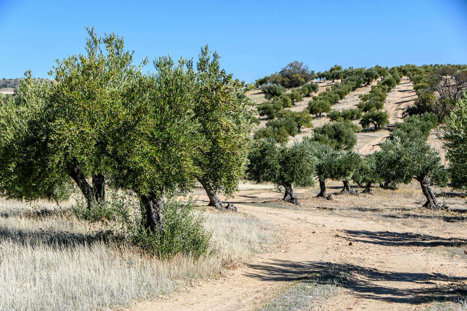 green trees on brown field