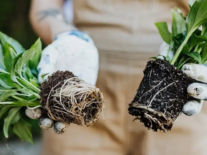 Roots: Treasure hidden beneath the&nbsp;surface