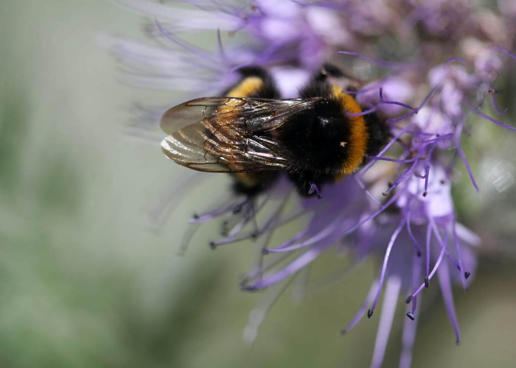 bee on garden flower