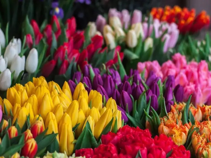 Flowers – Happiness that blooms from&nbsp;within