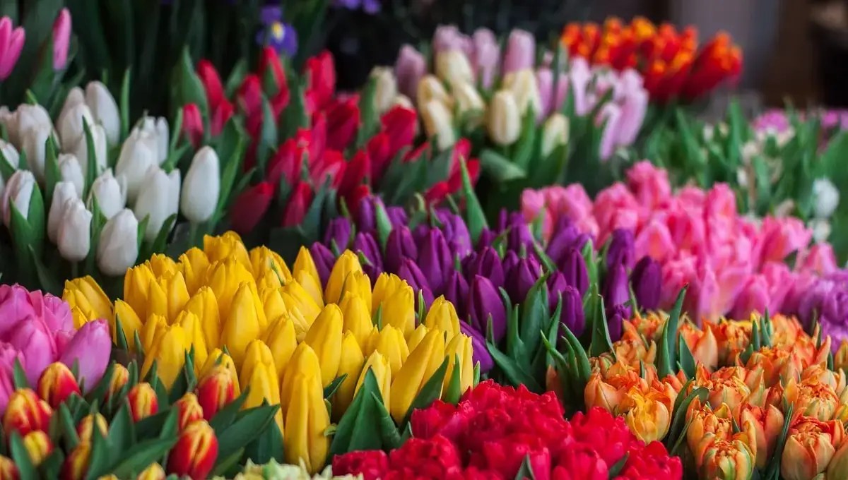 Flowers – Happiness that blooms from&nbsp;within