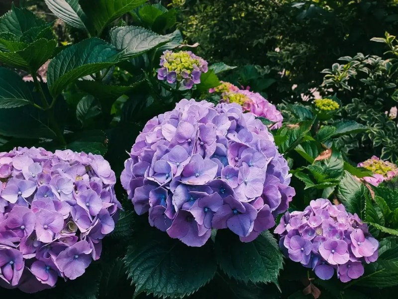Hydrangeas, soulmates of the heavy&nbsp;rains