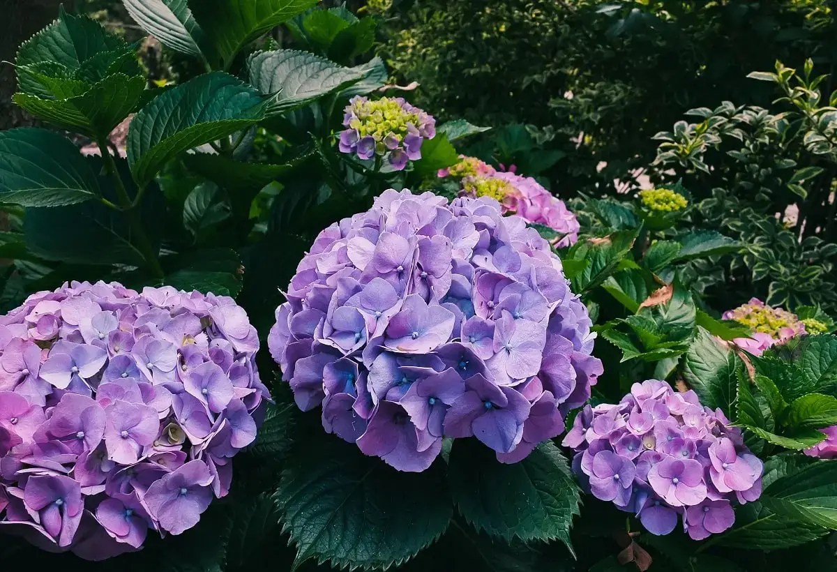 Hydrangeas