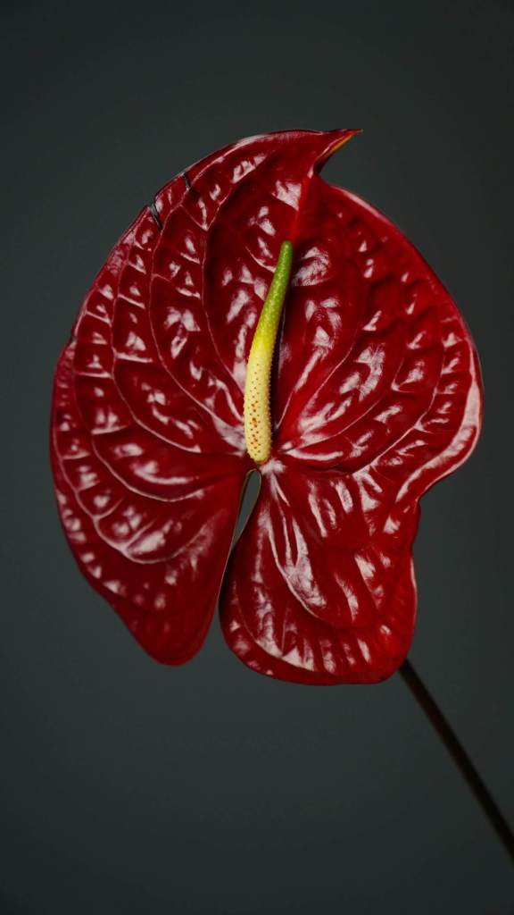 Anthurium flower