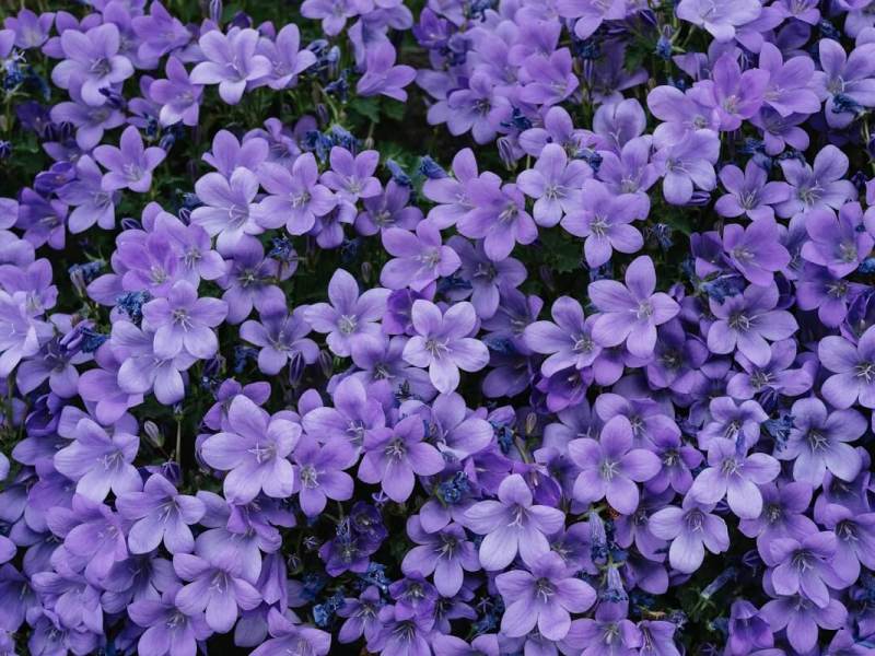 How do I pick the right plants for my&nbsp;garden?