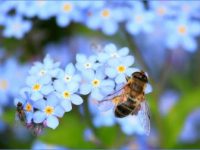 What Plant Attracts the Most Bees? A Guide to Bee-Friendly&nbsp;Gardening