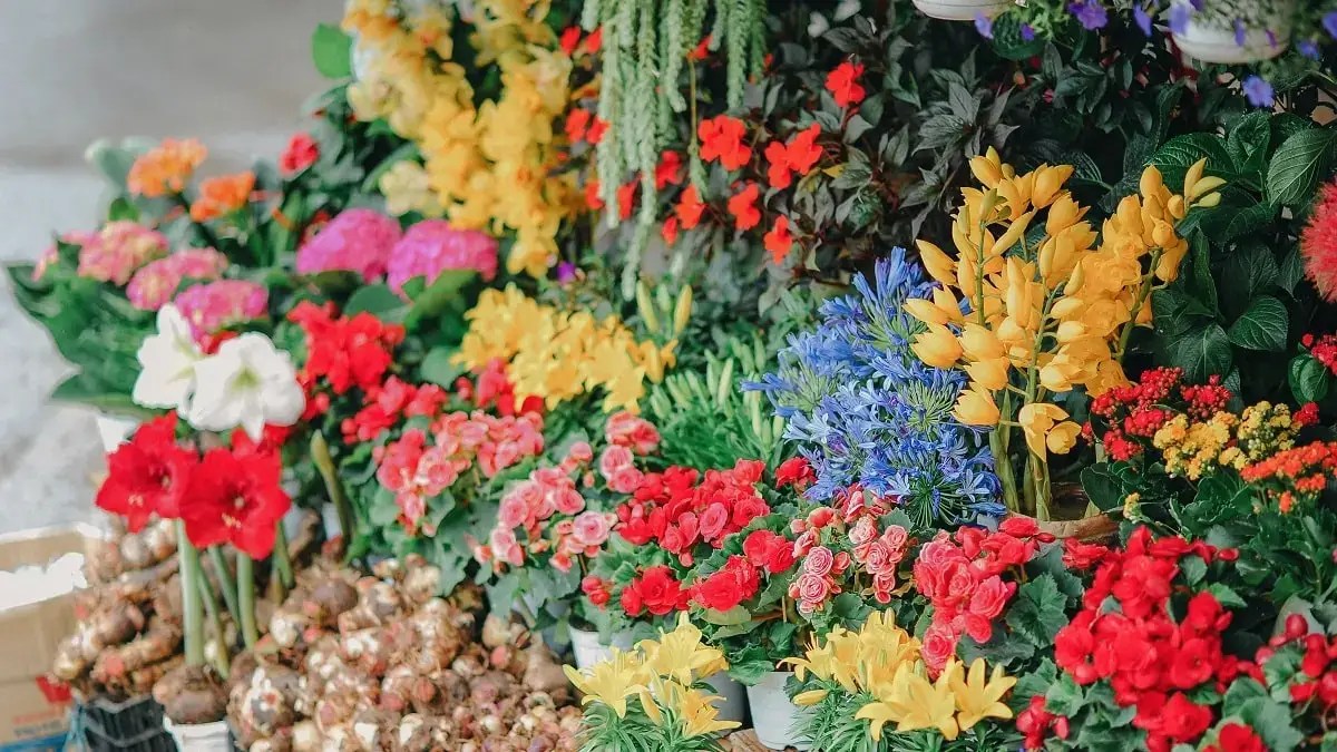 Florists’ tips for preserving the beauty of&nbsp;flowers