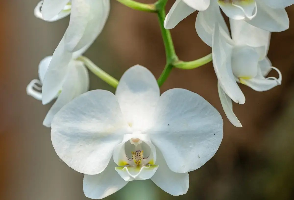 white orchid flowers