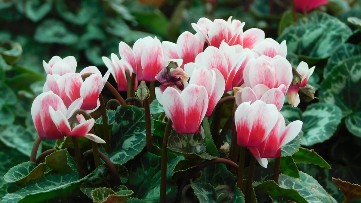 cyclamens