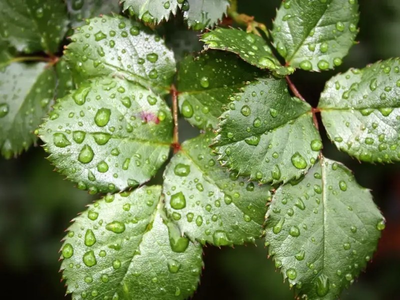 What is plant&nbsp;physiology?