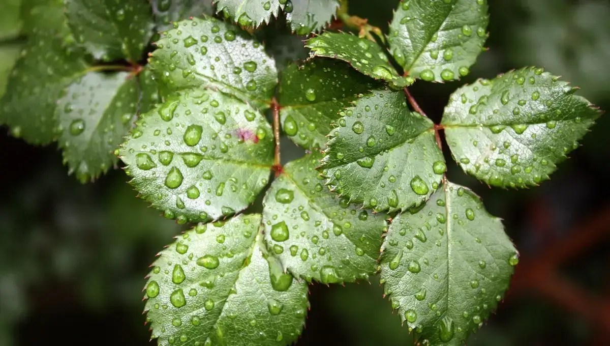 What is plant&nbsp;physiology?