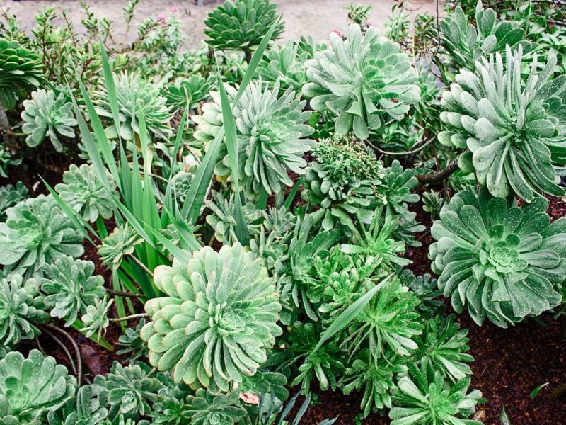 Succulents and Cactus in&nbsp;Malta