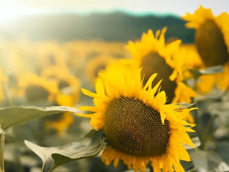 Sunflowers: great plant&nbsp;companions