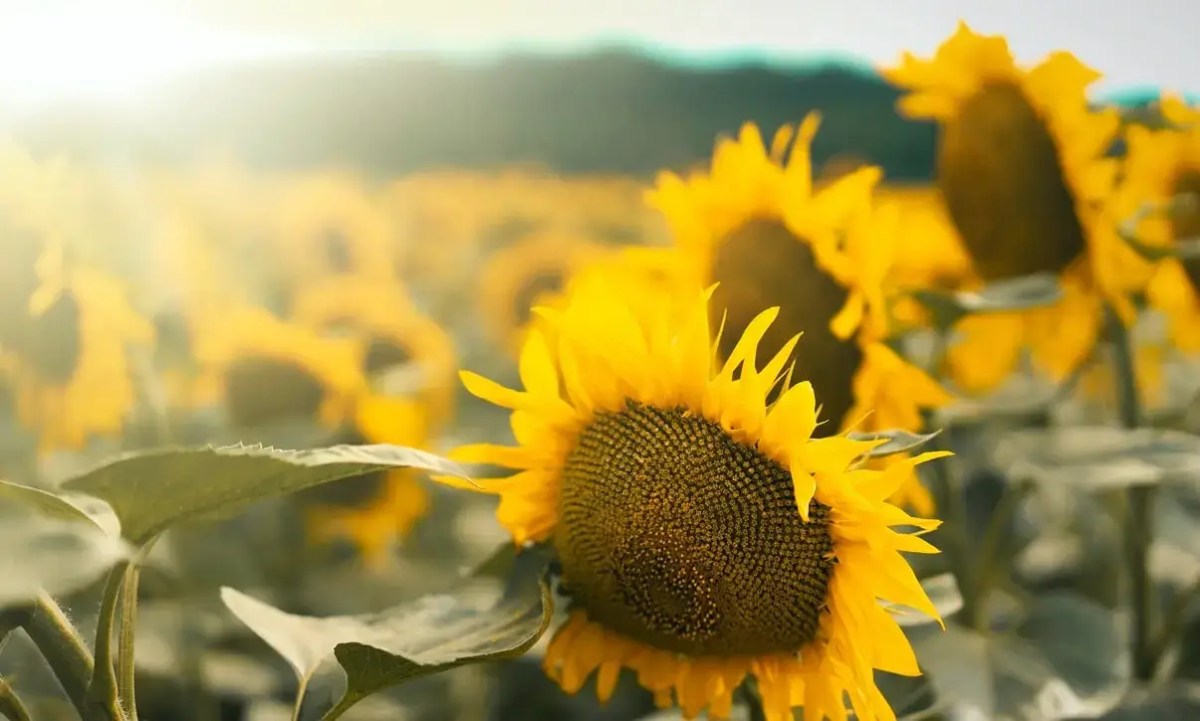 Sunflowers: great plant&nbsp;companions