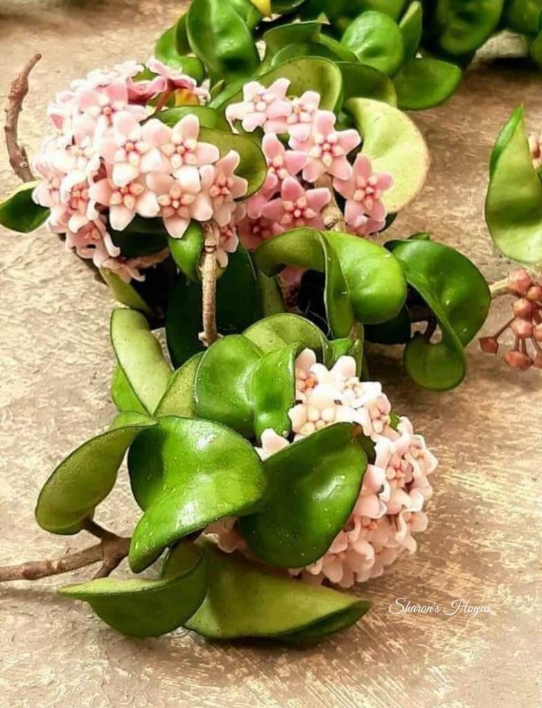 Sharon's Hoyas, Flowers in Malta