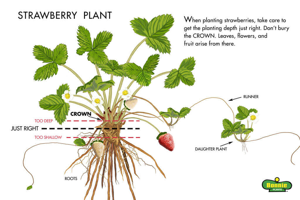 strawberry plant