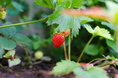 selective focus photography of strawberry fruit