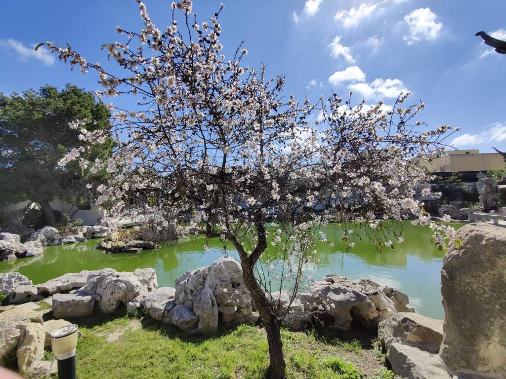 Chinese Garden of Serenity Malta