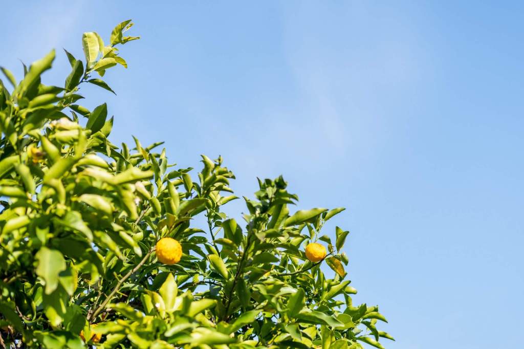 lemon trees