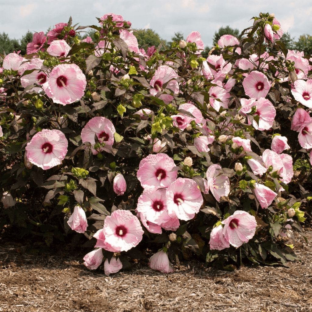 pink hibiscus flowers