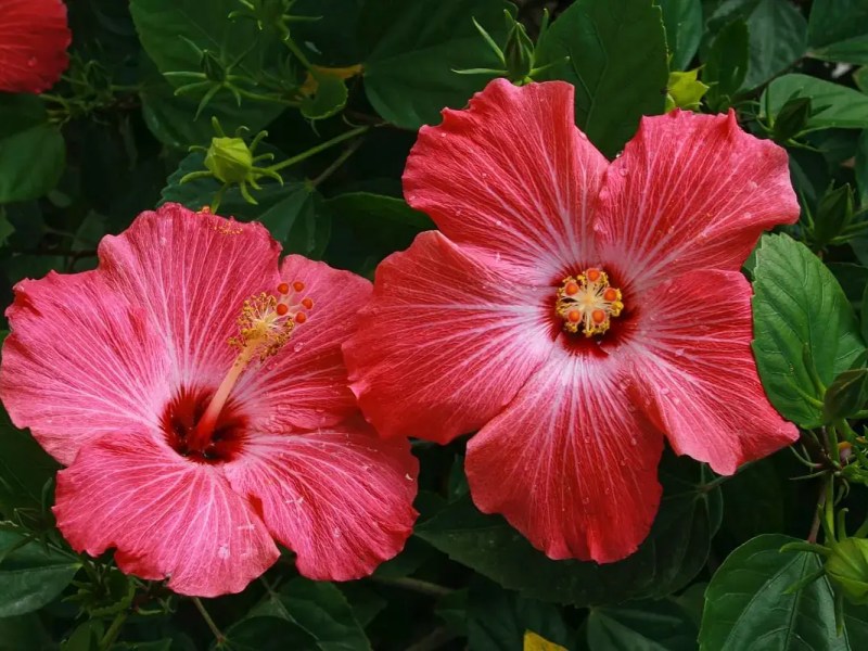 Hibiscus blooms, gorgeous while they&nbsp;last