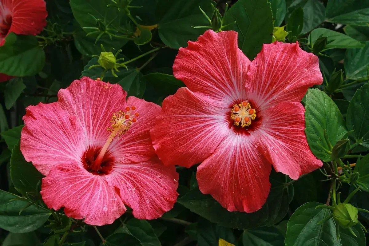 Hibiscus blooms, gorgeous while they&nbsp;last