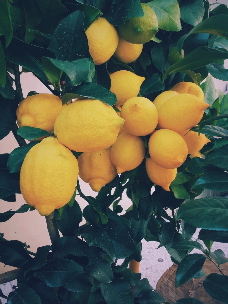  Malta lemon tree